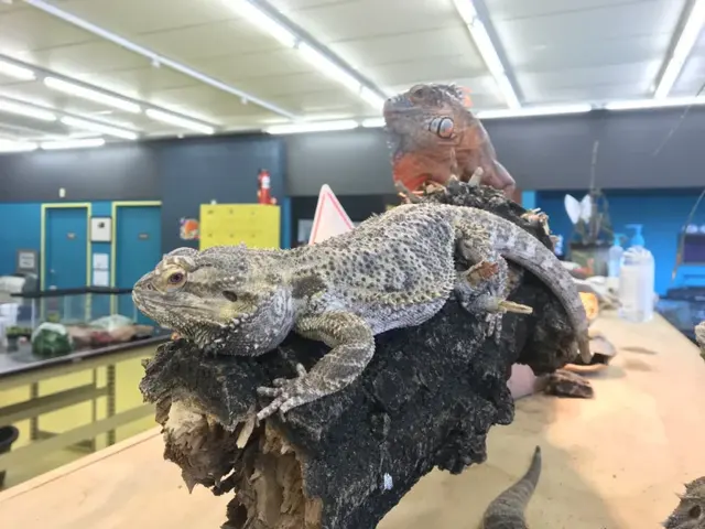 Lucky when he arrived at My Nature Lab