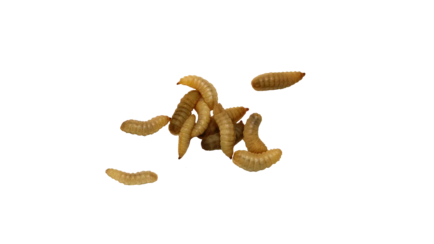 Black soldier fly larvae