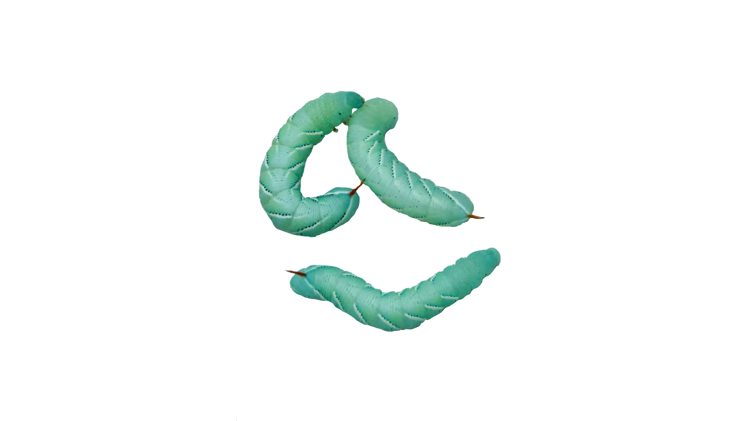 Hornworms