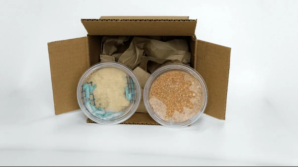 An open ReptiBites Boost box with two feeder containers
