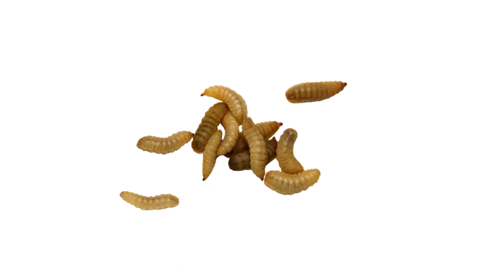 Black soldier fly larvae