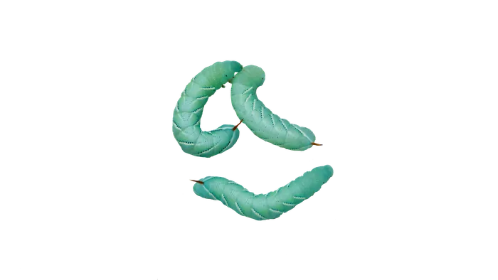 Hornworms