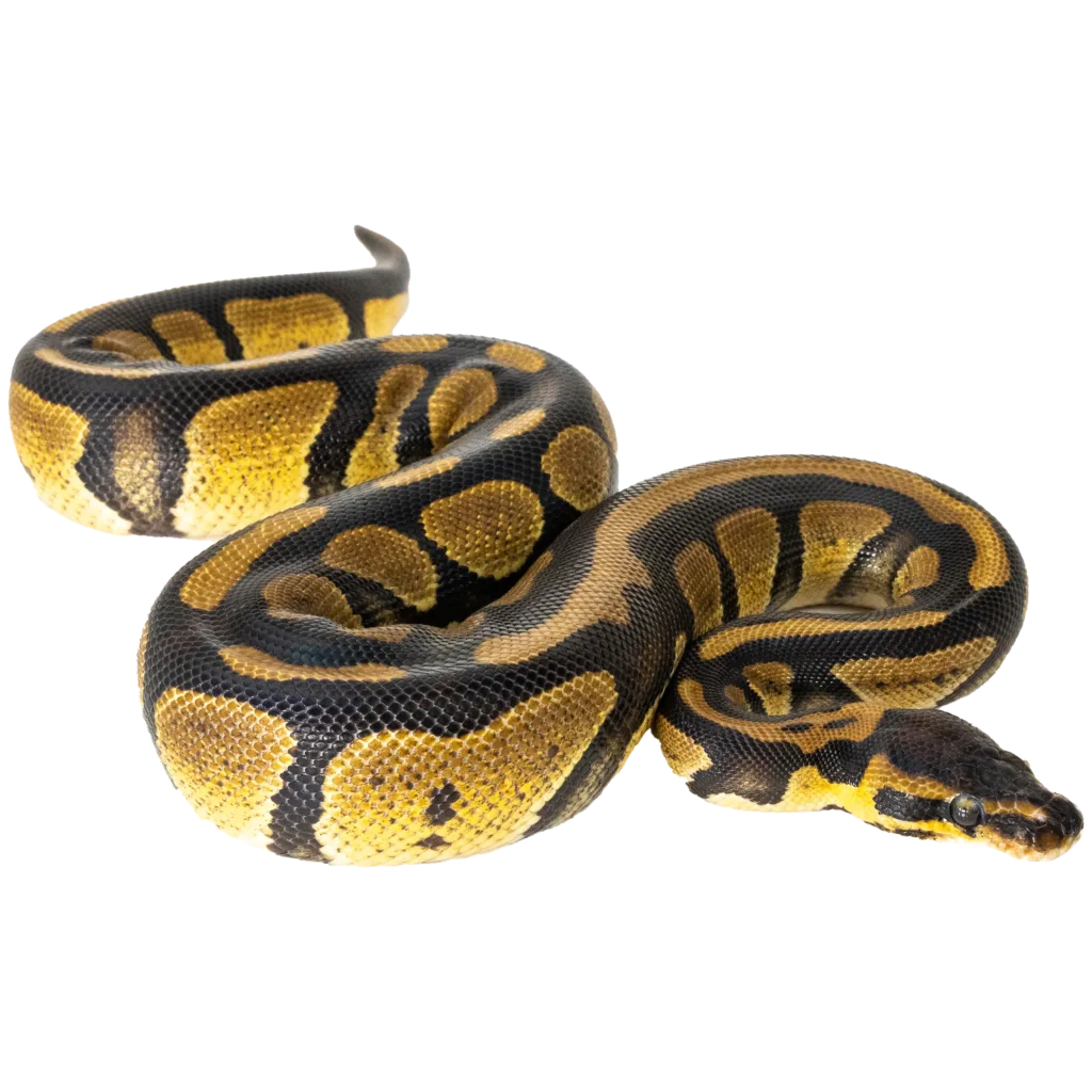 Ball Python