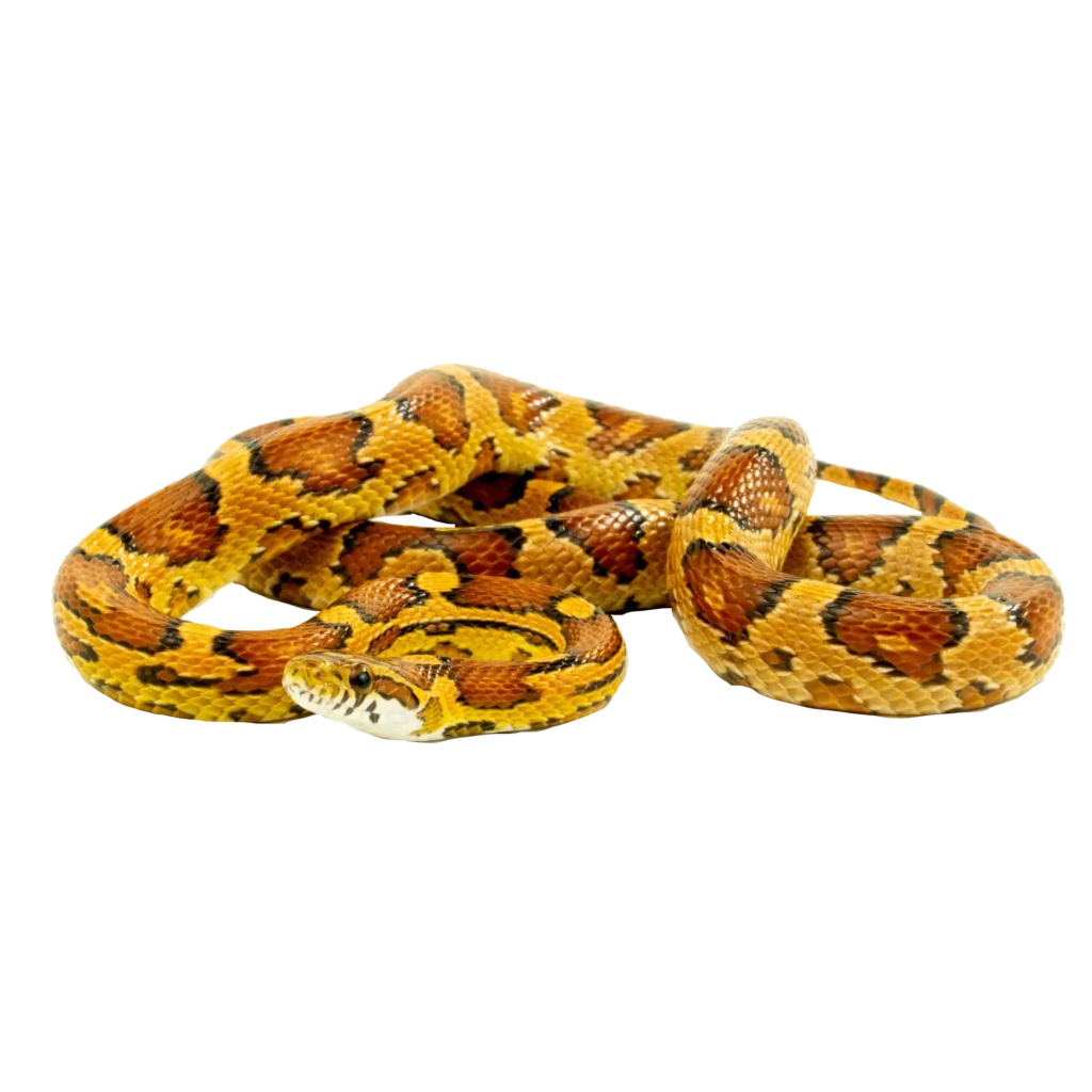 Corn Snake