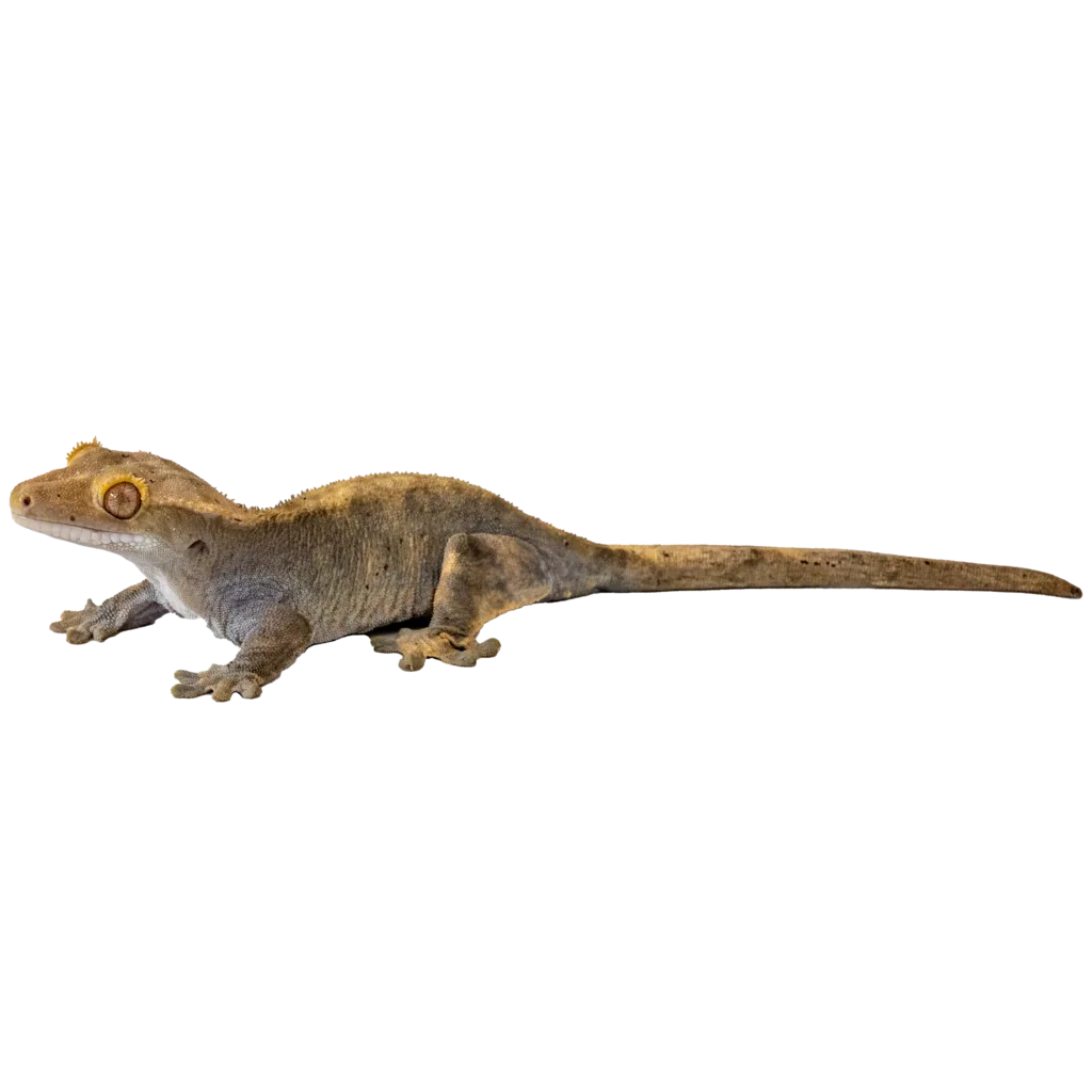 Crested Gecko