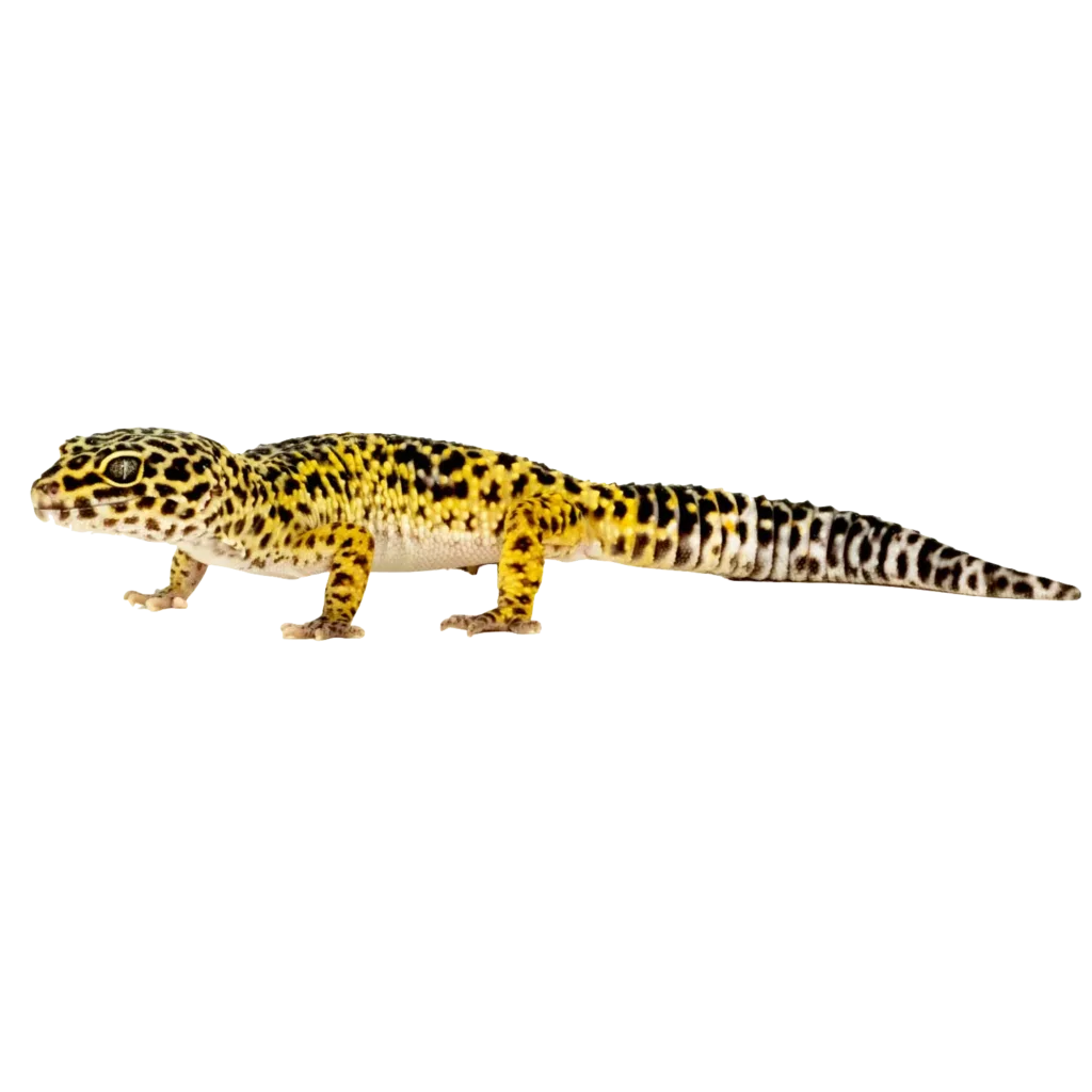 Leopard Gecko