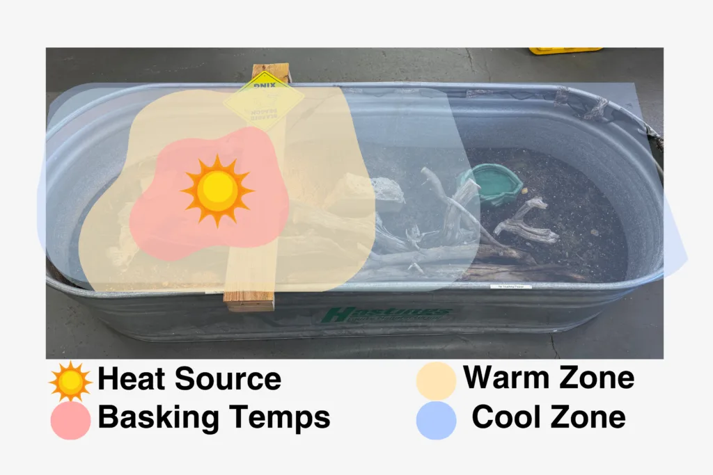 Bearded Dragon Temperature Gradient