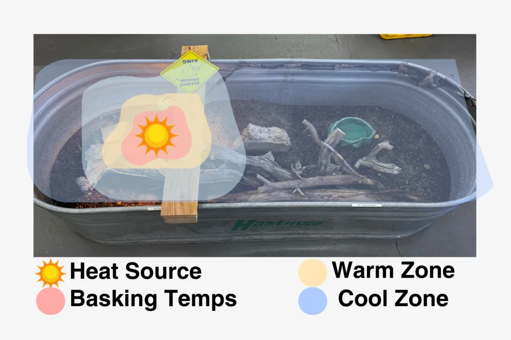 Bearded Dragon Temperature Gradient Done Wrong