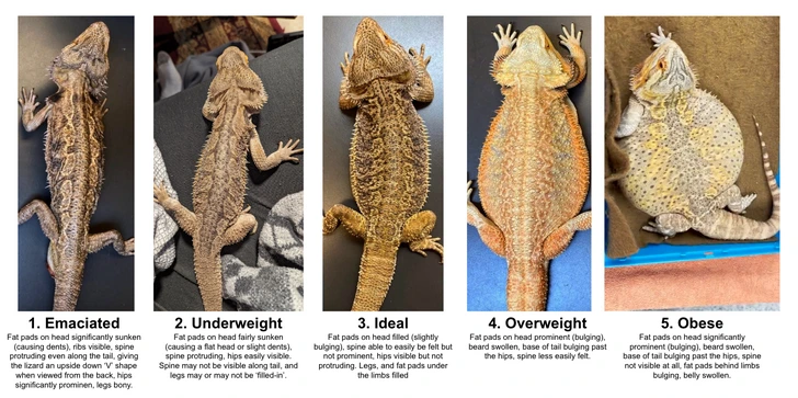 Bearded Dragon weight chart